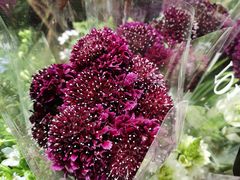 -循礼门鲜花花市(武汉循礼门店)