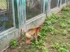 -西安秦岭野生动物园