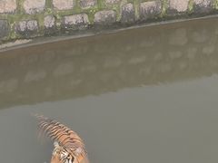 -横道河子东北虎林园