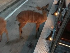 -清迈夜间动物园