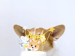 -汪说喵讲宠物乐园宠物酒店(红星美凯龙店)