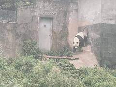 -中国大熊猫保护研究中心雅安碧峰峡基地