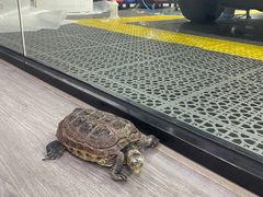 -珠海尊车汇龙膜精英店