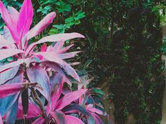 -呀路古热带植物园