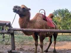 -古柏渡飞黄旅游区