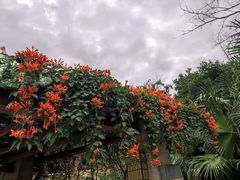 -深圳仙湖植物园