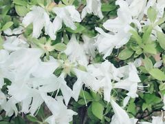 -瑶湖郊野森林公园