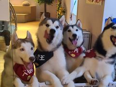 -Husky Go! 哈士奇体验馆·宠物咖啡厅狗咖