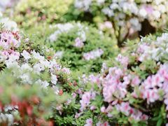 -南山植物园