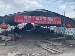-喜杨洋草莓采摘园