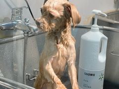 -PETKIT小佩宠物(古北店)