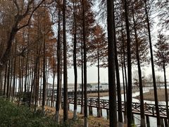 -苏州太湖湖滨国家湿地公园