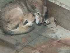 -荆州中山公园动物园