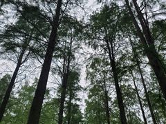 -渌洋湖湿地公园