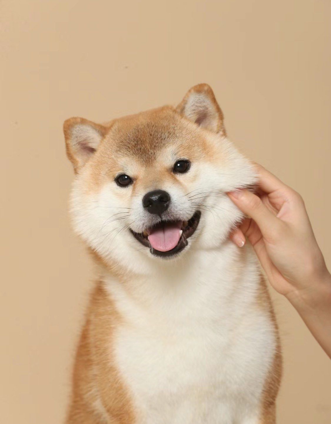 购买柴犬,开启幸福陪伴时光