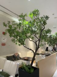 -半岛故事·法儿曼抗衰·indiba中心