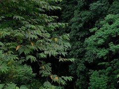 -黄埔油麻山森林公园