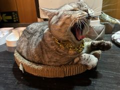 -庆泰顺