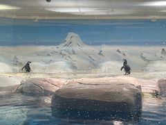 -上海海洋水族馆