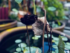 -青果巷历史文化街区