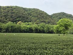 -龙井村