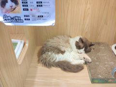 -屋虎猫馆(宝安大仟里店)