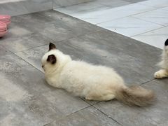 -楼上猫咖(罗湖店)