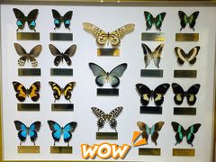 -上海昆虫博物馆