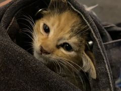 -关爱宠物医院·猫科中心·消化科(滨湖万达分院)