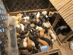 -酷嗒动物文化乐园(cutezoo西溪乐天城店)