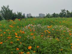 -洋湖国家湿地公园