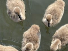 -长兴太湖图影湿地文化园