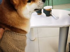 -怪兽屋·羊驼·猫咖·狗咖(俊华广场店)