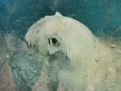 -泉城欧乐堡海洋极地世界