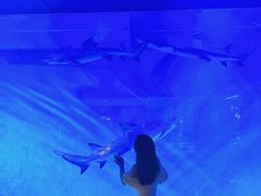 -哈尔滨波塞冬海底世界