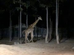-清迈夜间动物园