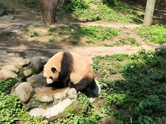 -都江堰中华大熊猫苑