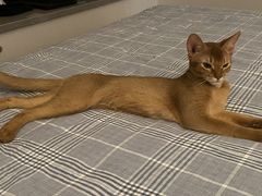 -小猫来了·猫舍(红山六九七九店)