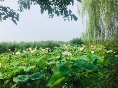 -荷花荡