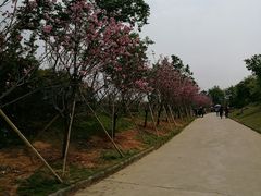 -天适樱花悠乐园