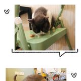 这干的哪是戒猫的事啊！