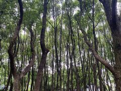-东湖落雁景区