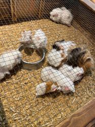 -酷嗒动物文化乐园(cutezoo西溪乐天城店)