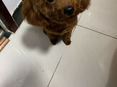 -宠颐生中康贝怡动物医院