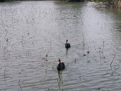 -大湾区中央湿地公园