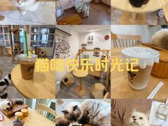 -楼上猫咖(罗湖店)