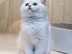 -屋虎猫馆(宝安大仟里店)