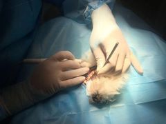 -惠康宠物医院(华能路店)