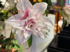 -豆豆花艺(新光天地店)