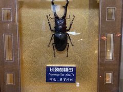 -上海大自然野生昆虫馆